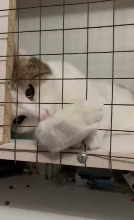 Умный котик ищет дом