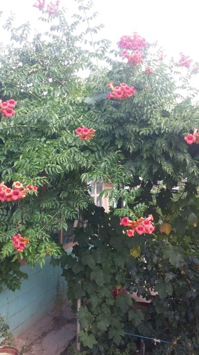 Цветы на рассаду дачные