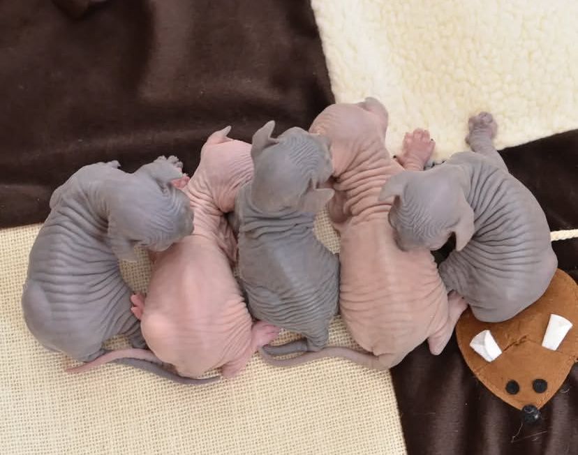 Канадские сфинксы