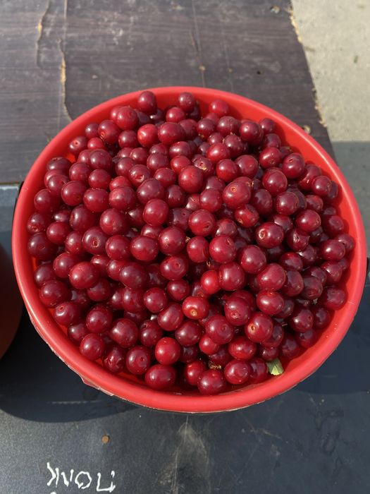Продам вишю лесная свежие