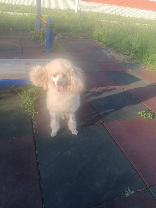 Вязка  малый пудель девочка