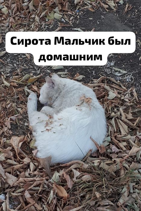 Кошки и коты нужен дом