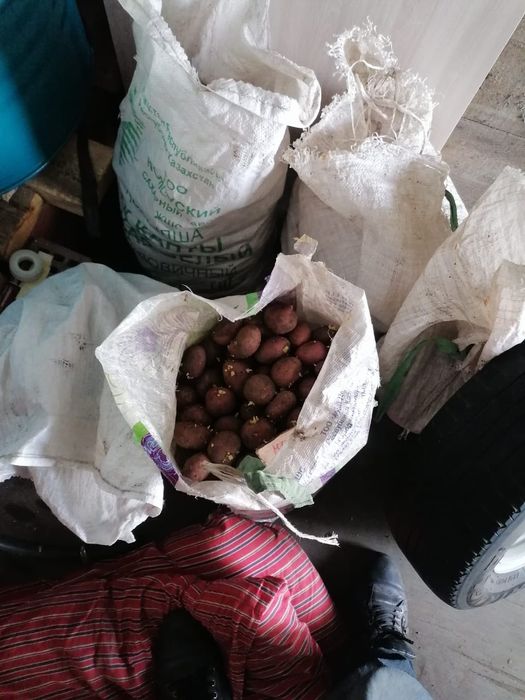 Продам семена картофель
