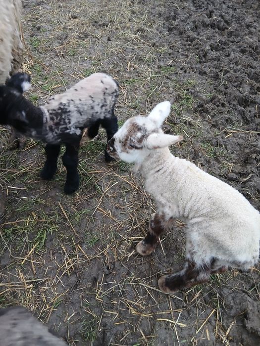 Vând miei din doi !