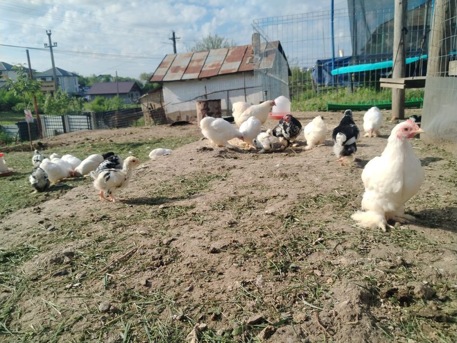 Pui Cochinchina pitic
