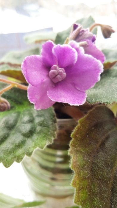 Продам цветущие фиалки