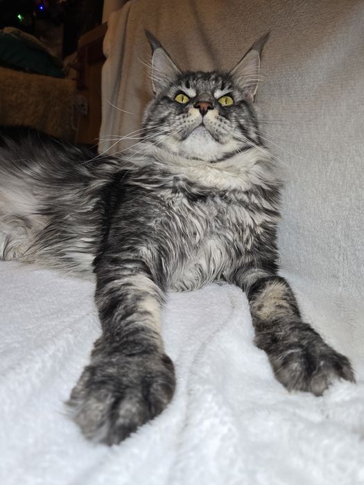 Чистокръвен Мейн кун