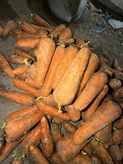 Продам морковь 160 тенге Каскад