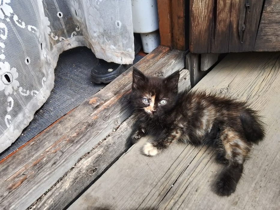 Отдам котят даром