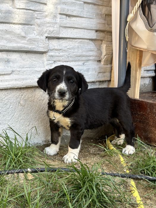 Donez cateluse talie medie