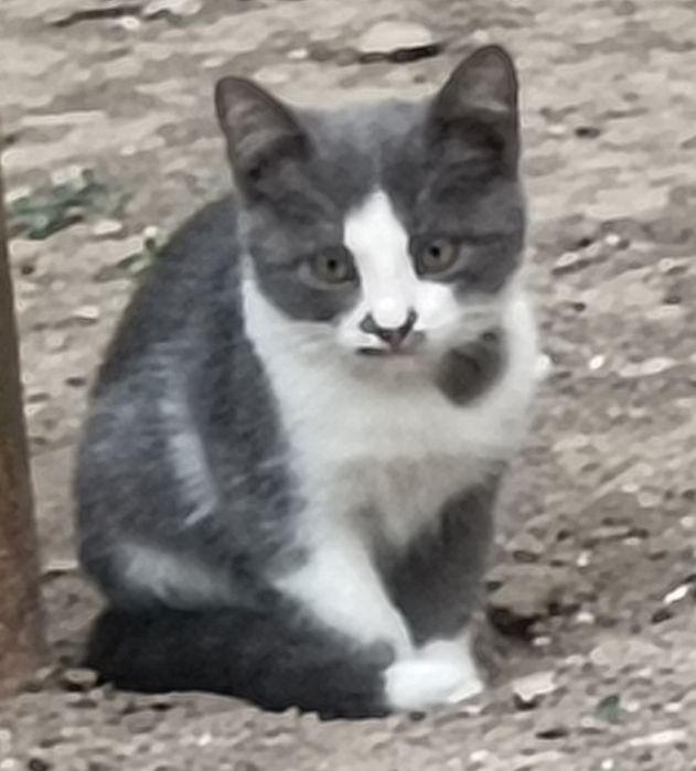 Котята 2,5 месяца