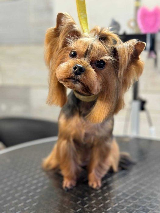 Груминг Pet Barber Варна