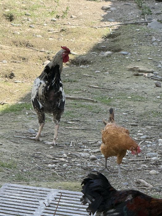 Продаются Петухи