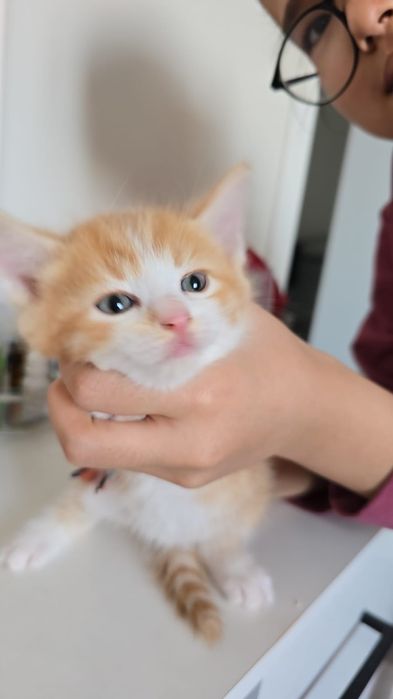 Отдам котят бесплатно