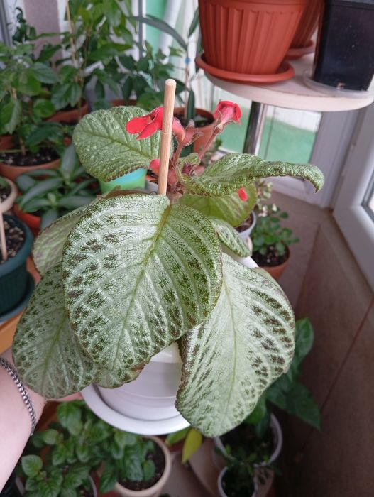 Каждый по 2500 тенге