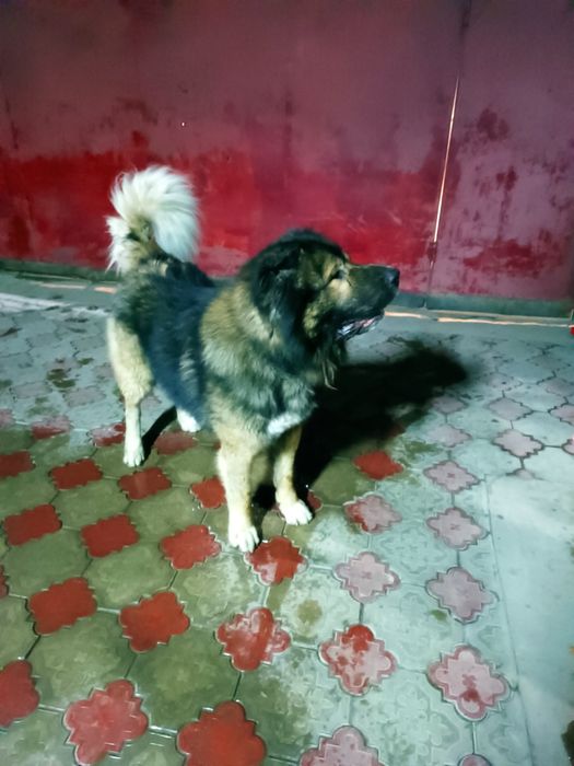 Вязка Кавказская овчарка