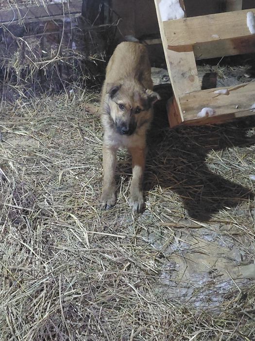 Отдам щенка хороший