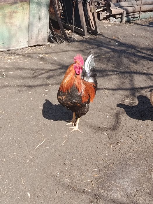 Продам молодых петухов