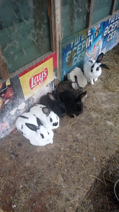 Продам кроликов.