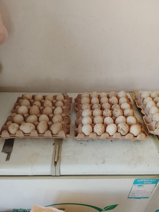 Продается яйцо индоутки