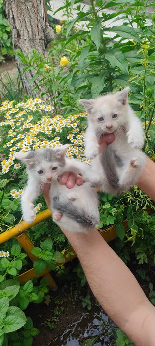 Подарок котята в добрые руки