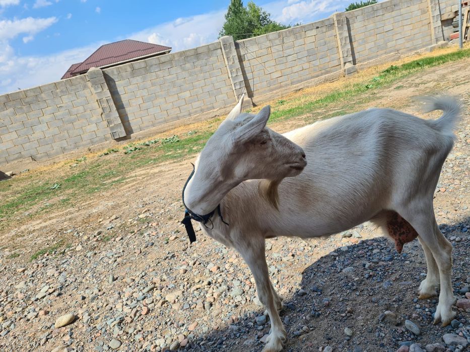 Ешкі лағымен козел с козленком