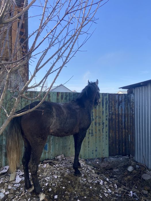 Кунан донен шыгады