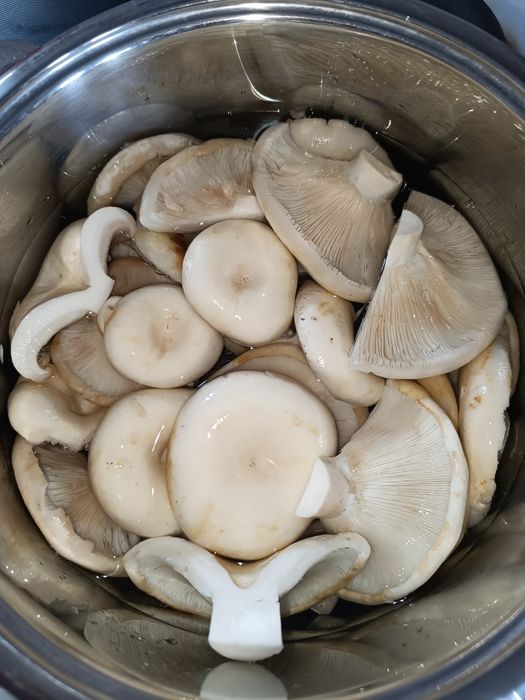 Грибы грибы грибы