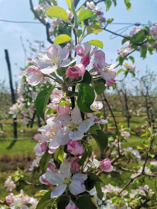 Продава се Земеделски имот в с. Могила, Област Стара Загора -  кв.м за 2881 €/дка - Снимка #13