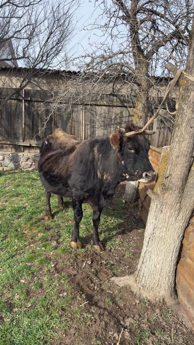 Продам стельных коров.