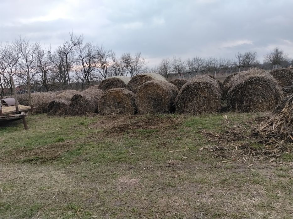 Baloți paie de vanzare