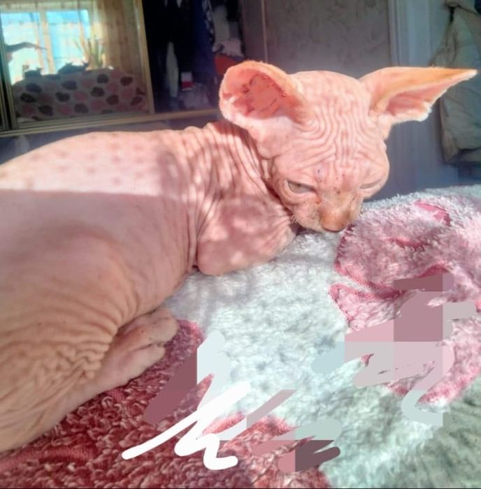 Канадский сфинкс