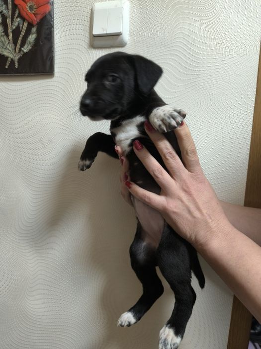 Отдам щенков бесплатно