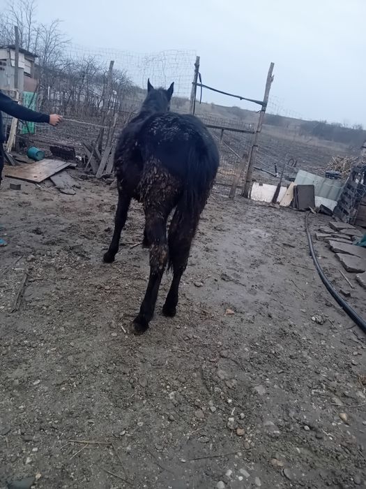 Vând cârlan metiz de frizian