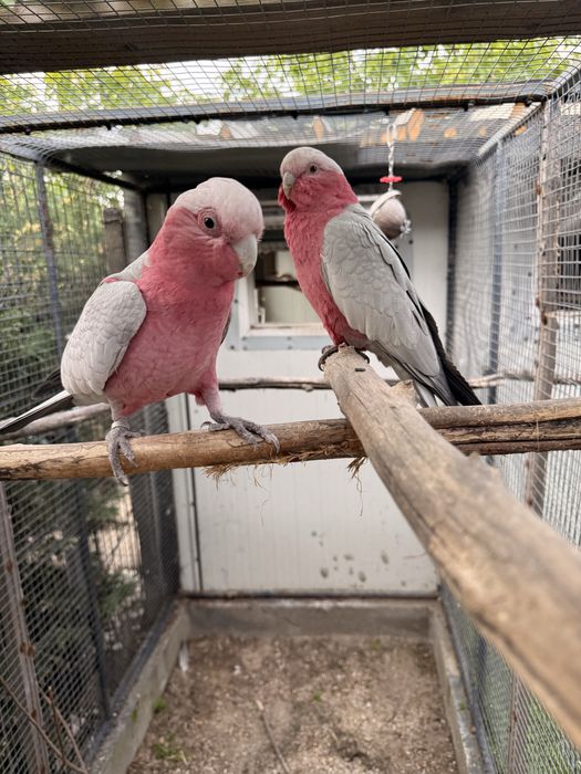 Puiut papagal rosa kakadu bland crescut la seringa