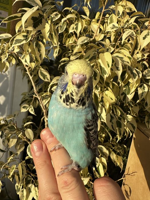 Выставочный волнистый Чех.