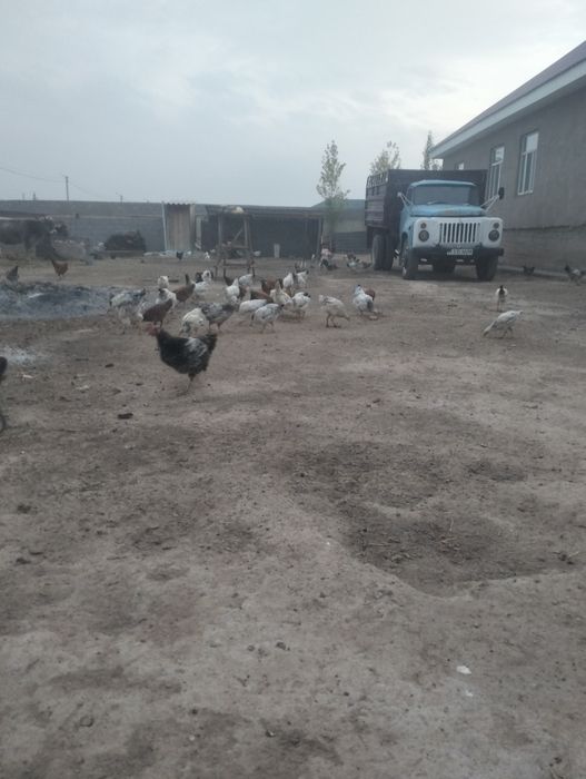 Балапан қораздар сатылады