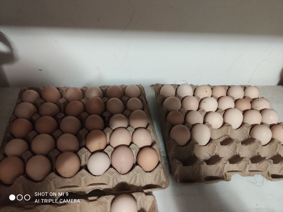 Инкубационные яйцо Австролорп