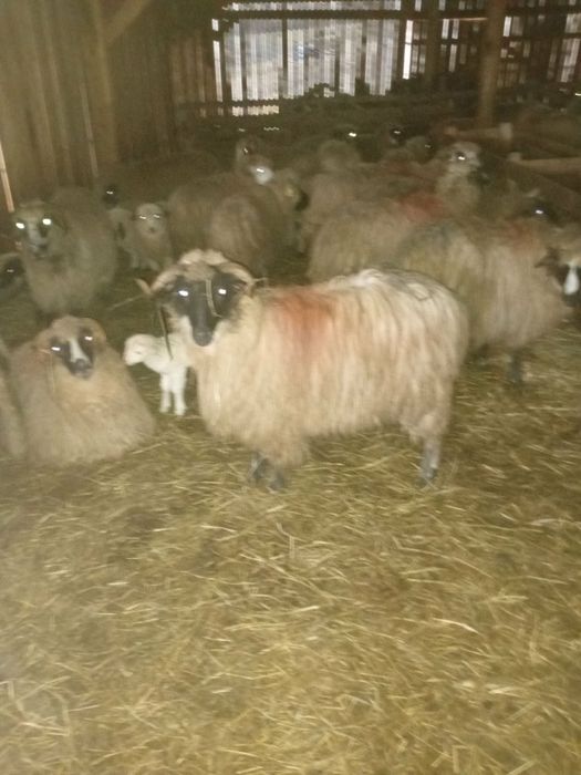 De vânzare 25 de oi si un cârlan oi frumoase bună De lapte