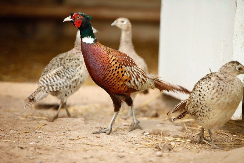 Fazan (Qirg'ovul) xoʻroz va tovuq lari sotiladi.