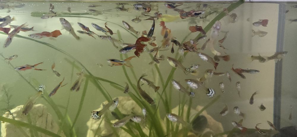 Vând pestisori acvariu