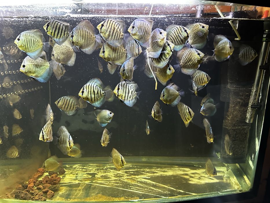 Дискусы, мальки дискусов