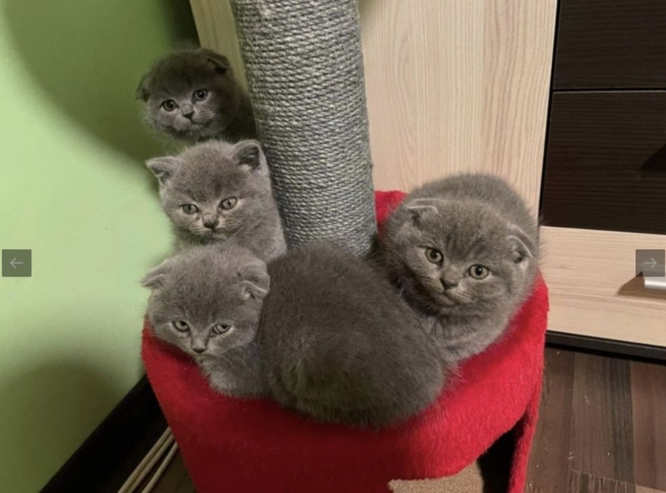 Вислоухие Шотландские котята