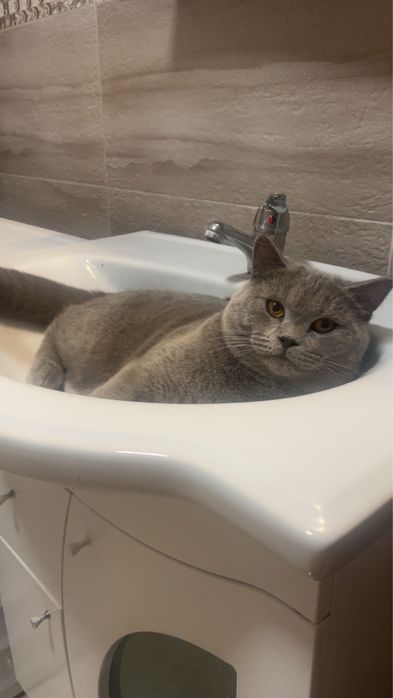 British ShortHair
