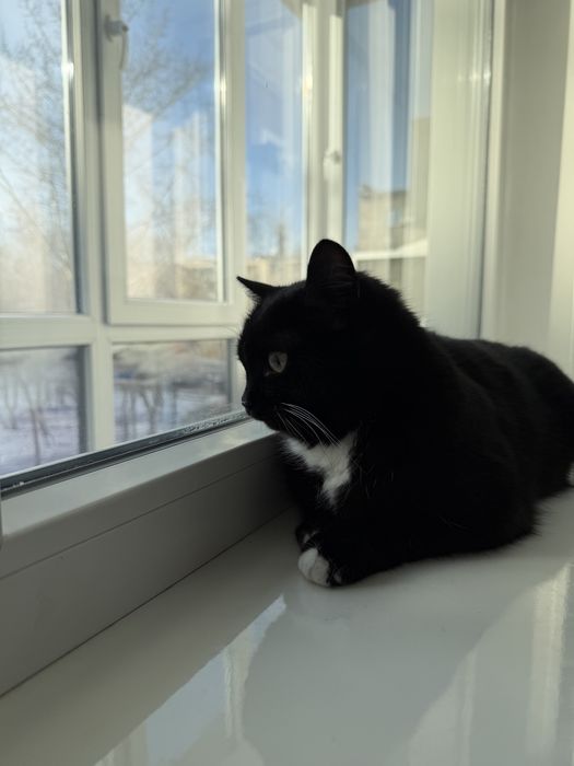 Дарю кошечку.