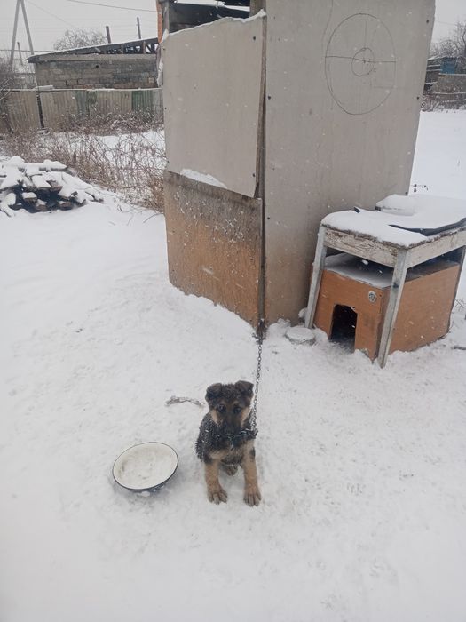 Овчарка щенок ургашы