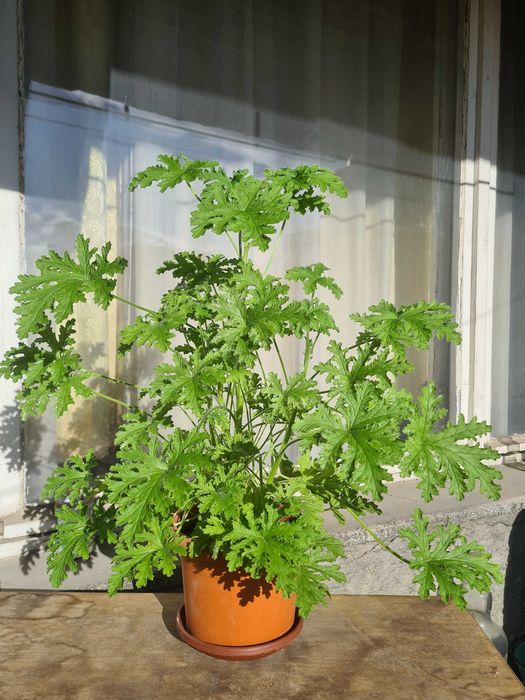 Продавам цветя: индрише, мушкато, алое вера и други