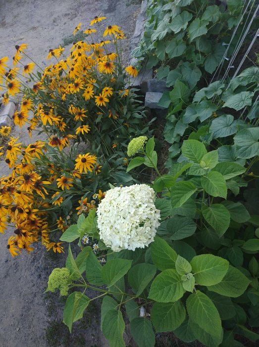 Продам участок с домом в центре