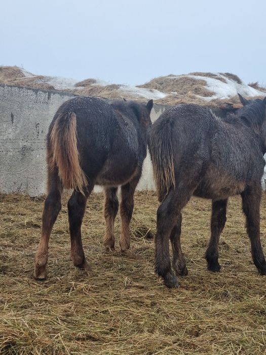 Еркек жабагылар  сатылады