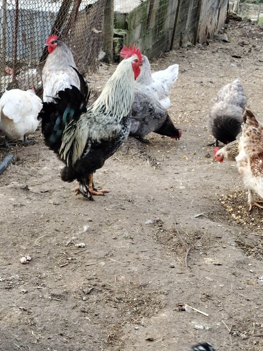 Cocoși australop și cocoși de țară